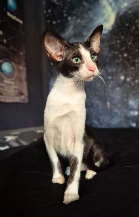 Reinrassige OKH/SIA Orientalisch Kurzhaar Kitten Ebony, Bicolor & Foreign White