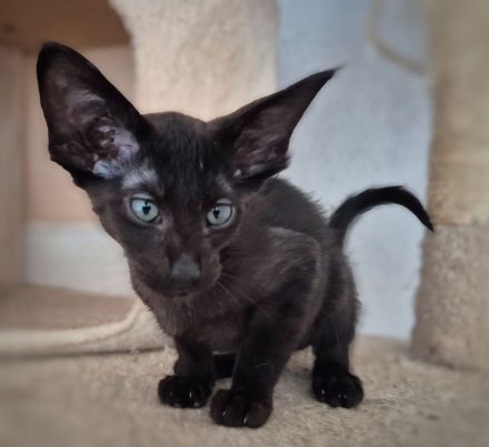 Reinrassige OKH/SIA Orientalisch Kurzhaar Kitten Ebony, Bicolor & Foreign White