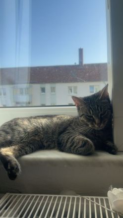 Katze Nala abzugeben