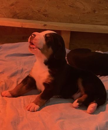 Großer Schweizer Sennenhund Welpen