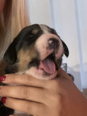 Großer Schweizer Sennenhund Welpen