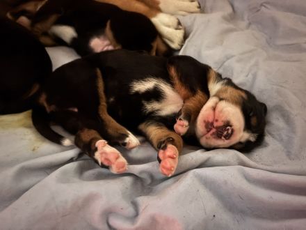 Großer Schweizer Sennenhund Welpen