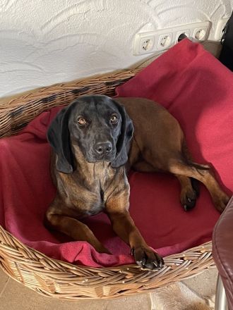 Bayerischer Gebirgsschweisshund Welpe Rüde Jagd BGS