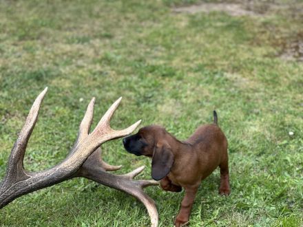 Bayerischer Gebirgsschweisshund Welpe Rüde Jagd BGS
