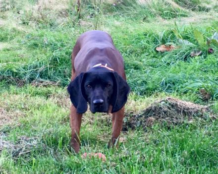 Bayerischer Gebirgsschweisshund Welpe Rüde Jagd BGS