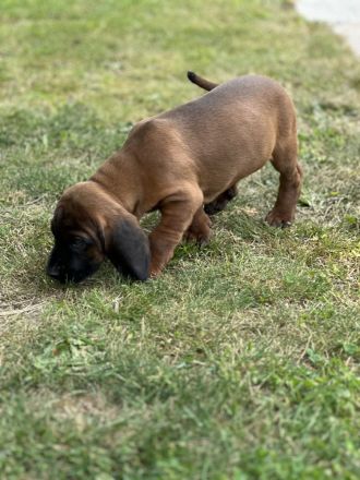 Bayerischer Gebirgsschweisshund Welpe Rüde Jagd BGS