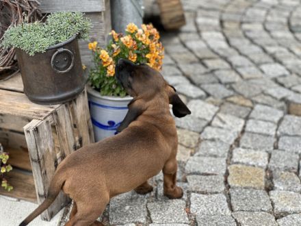 Bayerischer Gebirgsschweisshund Welpe Rüde Jagd BGS