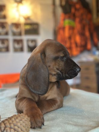 Bayerischer Gebirgsschweisshund Welpe Rüde Jagd BGS