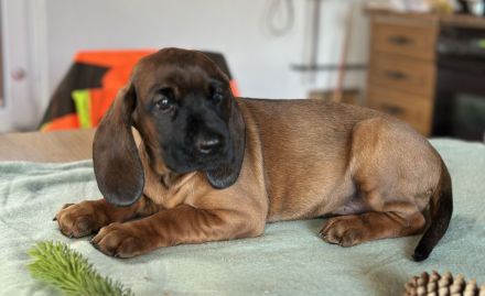 Bayerischer Gebirgsschweisshund Welpe Rüde Jagd BGS