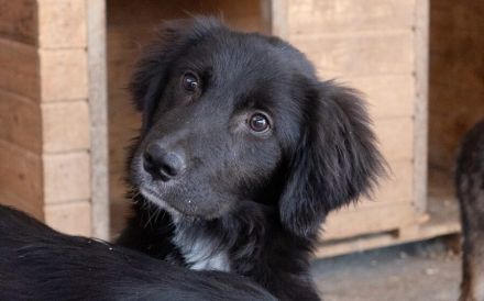 Jungspund Simon auf der Suche nach seinem Glück