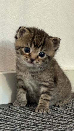 Süße BKH Kitten
