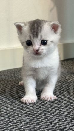 Süße BKH Kitten