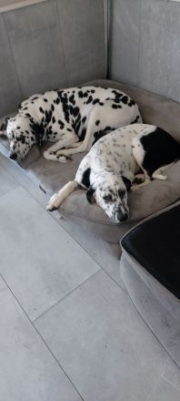 Dalmatiner mix Welpe Rüde