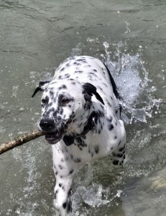 Dalmatiner mix Welpe Rüde