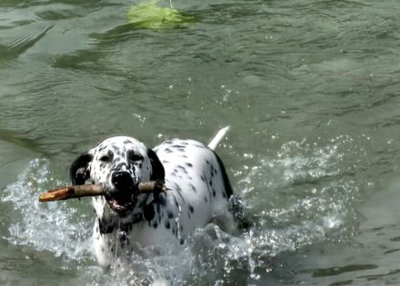 Dalmatiner mix Welpe Rüde