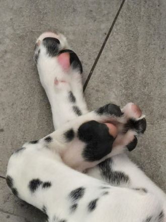 Dalmatiner mix Welpe Rüde