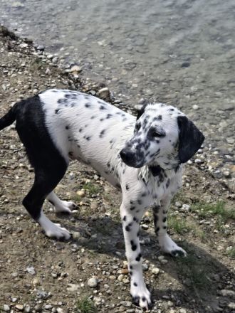 Dalmatiner mix Welpe Rüde