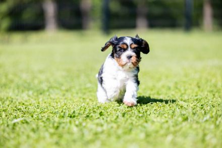 Cavalier Kind Charles Spaniel