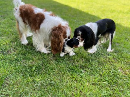 Cavalier Kind Charles Spaniel