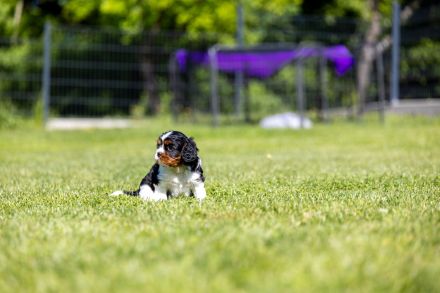 Cavalier Kind Charles Spaniel