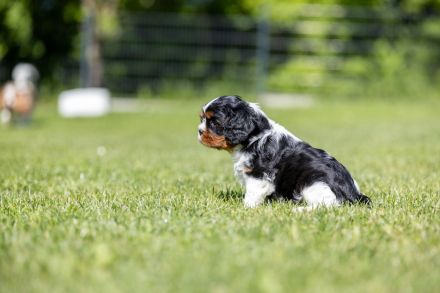 Cavalier Kind Charles Spaniel