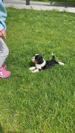 Cavalier Kind Charles Spaniel