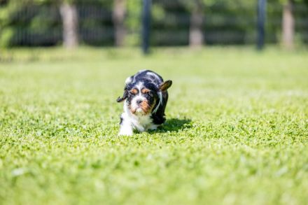 Cavalier Kind Charles Spaniel
