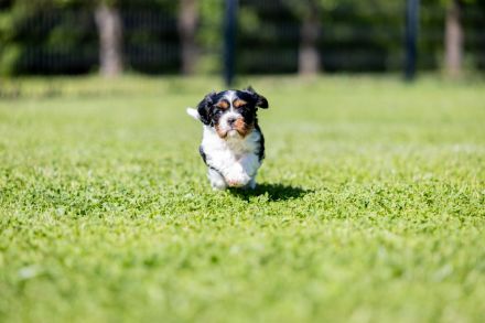 Cavalier Kind Charles Spaniel
