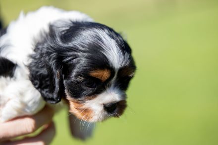 Cavalier Kind Charles Spaniel