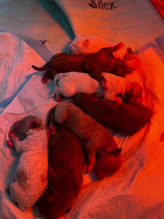 Maltipoo Welpen verschiedenfarbig