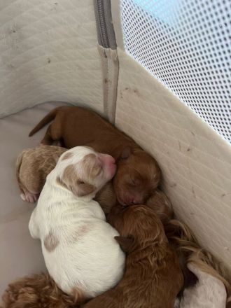 Maltipoo Welpen verschiedenfarbig