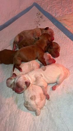 Maltipoo Welpen verschiedenfarbig