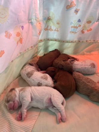 Maltipoo Welpen verschiedenfarbig