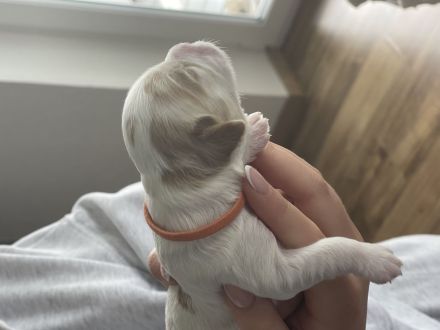 Maltipoo Welpen verschiedenfarbig