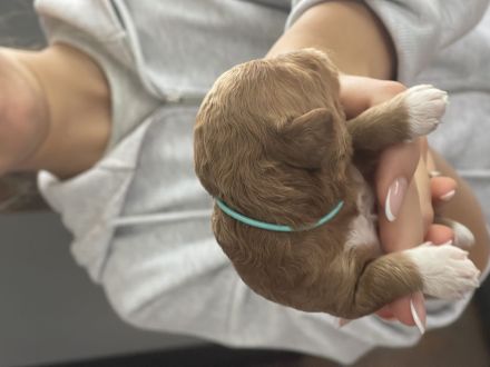 Maltipoo Welpen verschiedenfarbig