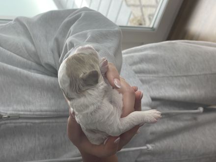 Maltipoo Welpen verschiedenfarbig