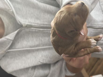 Maltipoo Welpen verschiedenfarbig