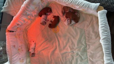 Maltipoo Welpen verschiedenfarbig