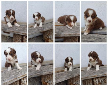 Reinrassige Australian Shepherd Welpen