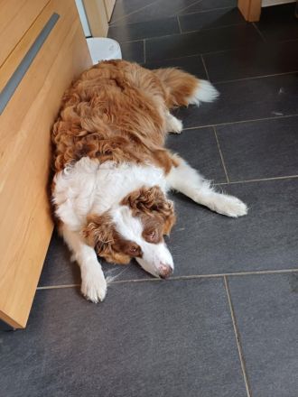 Reinrassige Australian Shepherd Welpen