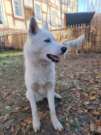 Siberian Husky Junghunde