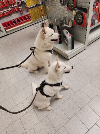 Siberian Husky Junghunde