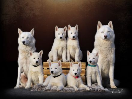 Siberian Husky Welpen