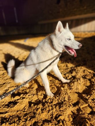 Siberian Husky Junghunde
