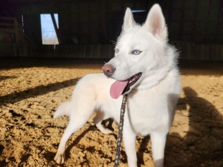 Siberian Husky Junghunde