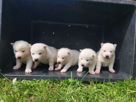 Siberian Husky Welpen