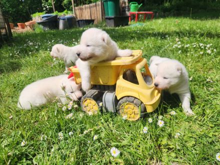 Siberian Husky Welpen