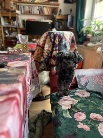 Zauberhaftes Bolonka zwetna Mädchen (1Jahr) Du liebevoller. Zuhause m Kuschelgarantie