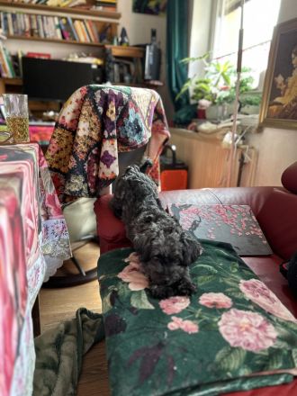 Zauberhaftes Bolonka zwetna Mädchen (1Jahr) Du liebevoller. Zuhause m Kuschelgarantie