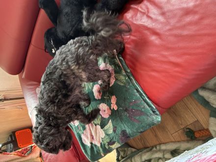 Zauberhaftes Bolonka zwetna Mädchen (1Jahr) Du liebevoller. Zuhause m Kuschelgarantie